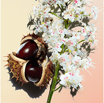 Horse Chestnut